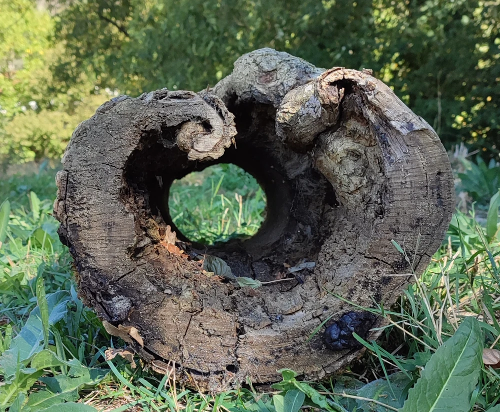 Tronc d'arbre creux